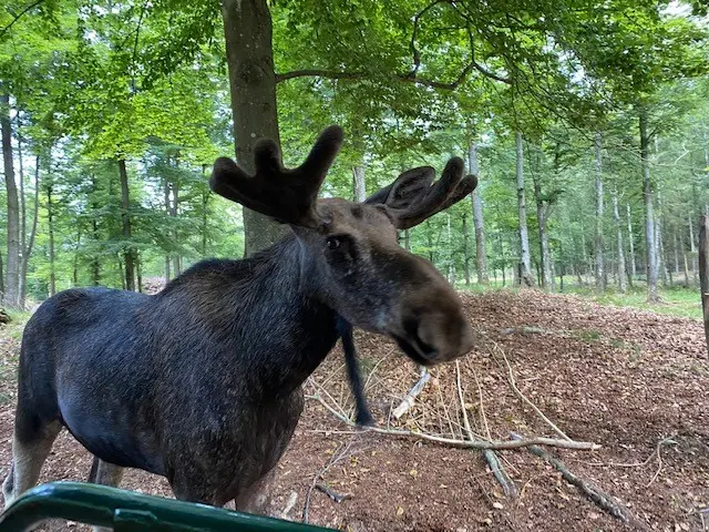 Älg i bokskogen