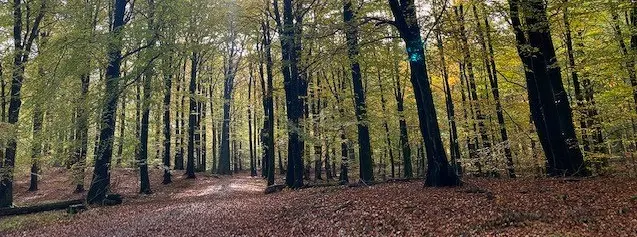Bokskog på Söderåsen