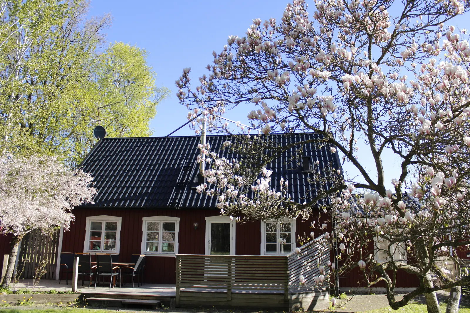 LillaLotta, rött hus med blommande magnolia