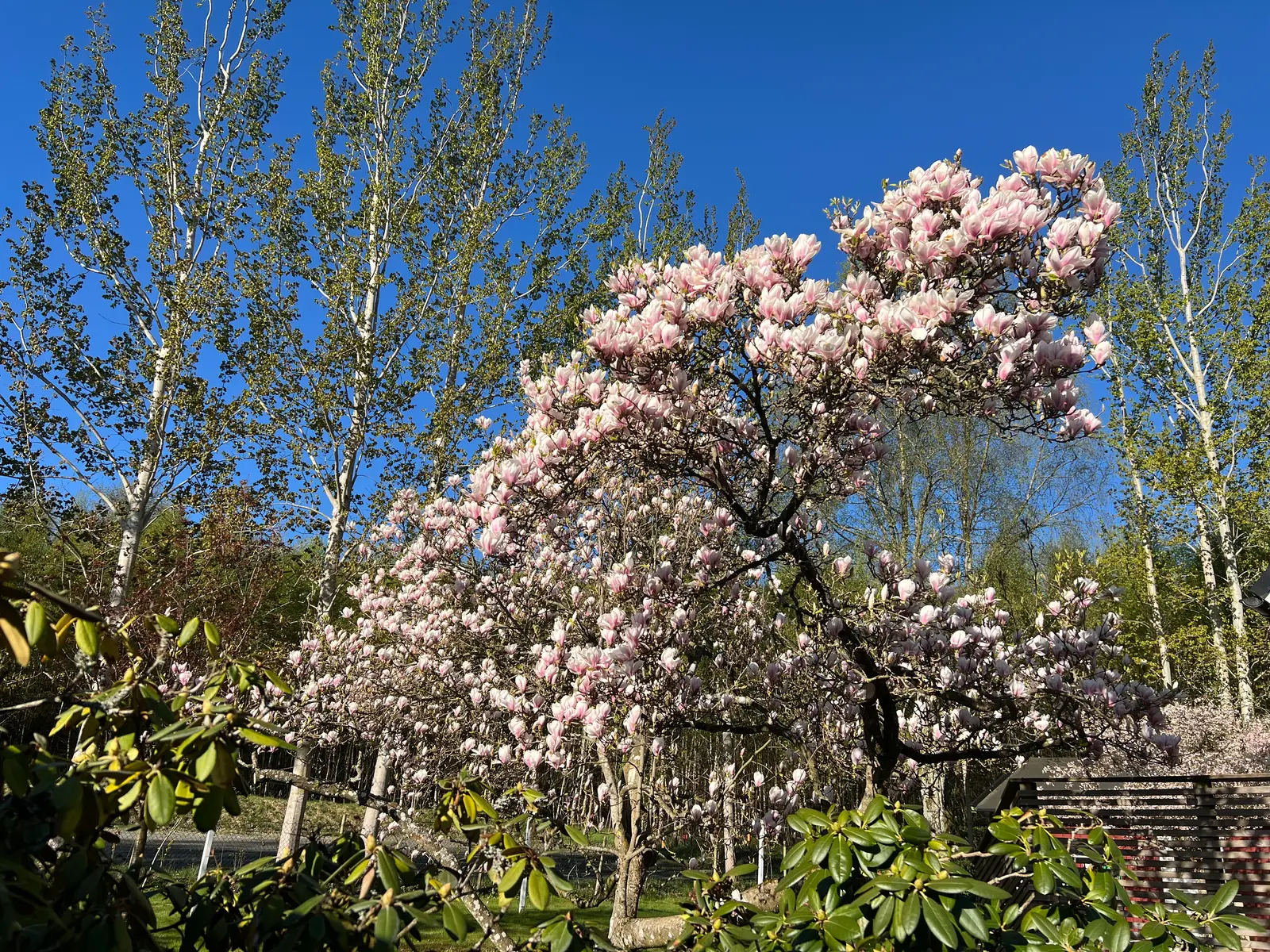 Magnolian i full blom i trädgården