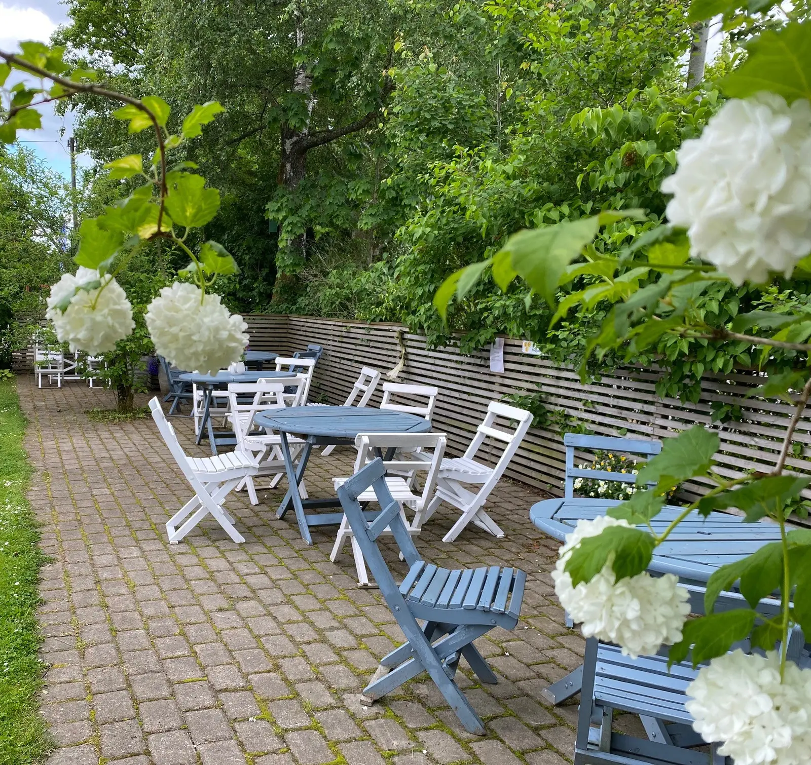 Uteservering med blå och vita stolar bland blommande hortensior